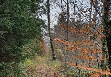 Tour Wandern Arbois - repère lactaire 1 - Photo