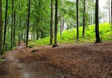 Tour Wandern Lasne - TT - Couture Saint-Germain - Photo