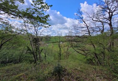 Trail Walking Chimay - rando ornitho lompret 17-04-2024 - Photo