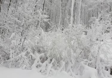 Tocht Sneeuwschoenen Sondernach - raquette Schneff - Photo