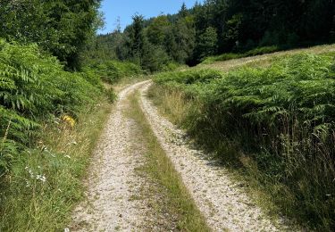 Trail Walking Soudeilles - F 2024 puy de la tourte Soudeilled - Photo