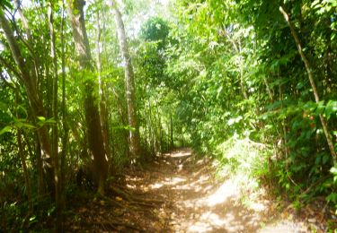 Trail Walking Sainte-Luce - Forêt de Montravail Martinique - Photo