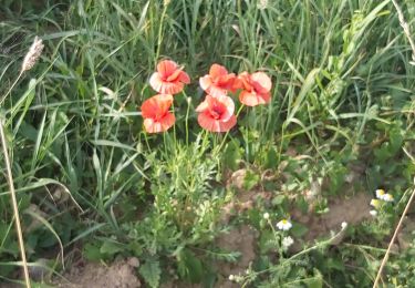 Tour Wandern Valorbiquet - St Cyr du Ronceray  - Photo