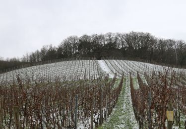 Excursión A pie Oestrich-Winkel - Quer-Flötenweg - Photo