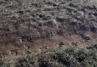 Randonnée A pied Schefflenz - Rundwanderweg Schefflenz 1: Hohes-Kreuz-Weg - Photo