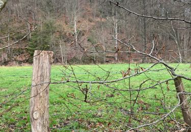 Randonnée Marche Lierneux - Bouclette de Trou de Bra - Photo