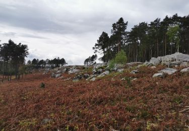 Trail Walking Fontainebleau - ddd - Photo