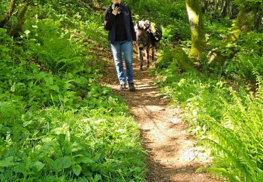 Trail Walking Xonrupt-Longemer - 2024 RA Vosges J1 Rando âne sur les crêtes - Photo