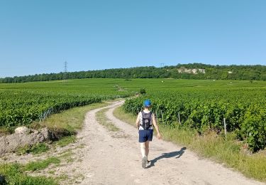 Trail Walking Blancs-Coteaux - Vertus du 25-06-2023 - Photo