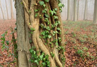 Tour Wandern Bertem - Bertem - Photo