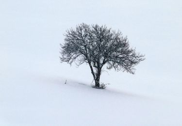 Tour Zu Fuß Serramazzoni - IT-478 - Photo