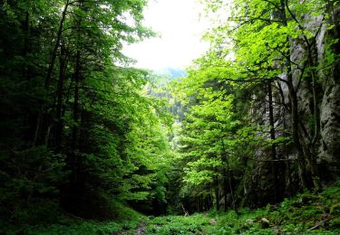 Trail On foot  - Dâmbul Morii - Poteca Țiganilor - spre Peștera de Gheață - Photo