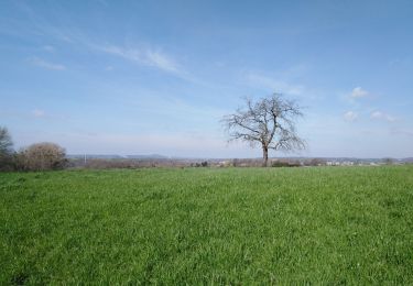 Tocht Stappen Dalhem - dalhem 2 - Bombaye  - Photo