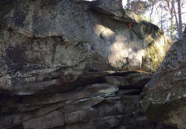 Excursión Senderismo Avon - De gare à gare Fontainebleau Bois le roi - Photo