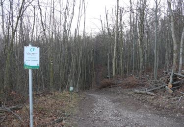 Trail On foot Gemeinde Alland - Maria Raisenmarkt - Hoher Lindkogel - Photo