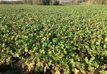 Tour Wandern Grez-Doiceau - Gottechain grand tour 19/11/2019  - Photo