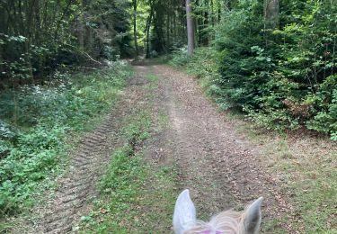 Trail Horseback riding Saint-Martin - Moi Vispa tranquille  - Photo