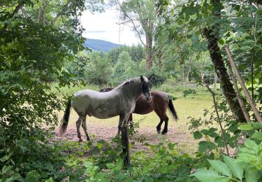 Tour Wandern Stoumont - Stoumont - Photo