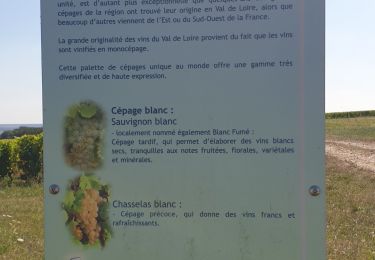 Percorso Marcia Pouilly-sur-Loire - Pouilly sur loire 58:rando dans les Vignes  - Photo