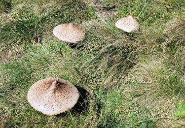 Tocht Stappen Perpezat - quelques volcans - Photo