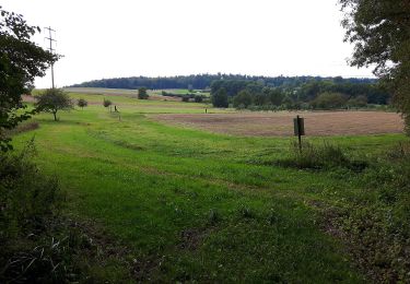 Trail On foot Buchs (ZH) - Hand - Regensberg - Photo