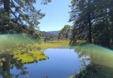 Tour Wandern Xonrupt-Longemer - longemer lispach 10/08/23 - Photo