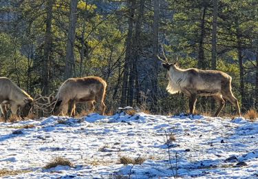 Tour Wandern Rochefort - Parc Animalier de Han - Photo