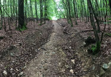 Trail Walking Manhay - Manhay2019 - Photo