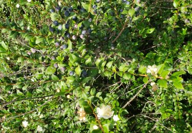 Randonnée Marche Roquebrune-sur-Argens - Les Petites Maures - Photo