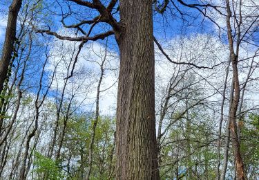 Tour Wandern Fontainebleau - Table du roi - 19 km - Photo