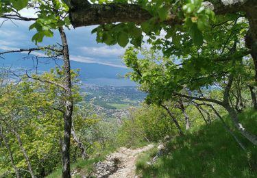 Trail Walking Collonges-sous-Salève - Mont Salève, la grande gorge - Photo