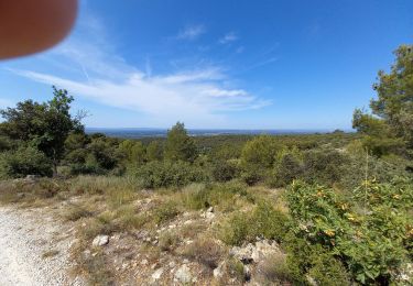 Tocht Stappen Saumane-de-Vaucluse - Saumane juilet 2021 - Photo