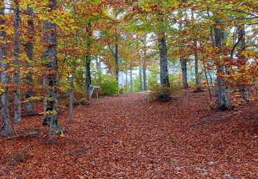 Tocht Stappen Aurel - Couleurs d'automne au Ventouret - Photo