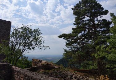 Tocht Stappen Eguisheim - Les Trois Châteaux  - Photo