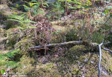 Tocht Stappen Fontainebleau - blocs - Photo