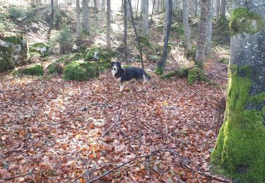 Trail Walking Corrençon-en-Vercors - champignon2 - Photo