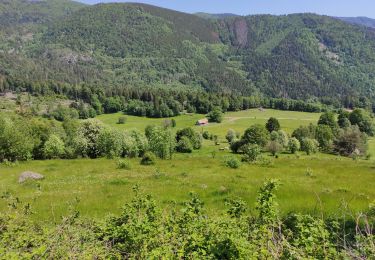 Tour Wandern Oberbruck - Oberbruck. Cresson  - Photo