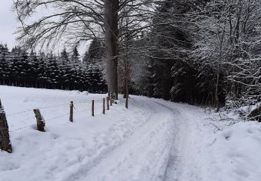 Tour Wandern Malmedy - Fagne - Cascade du Bayon - Photo