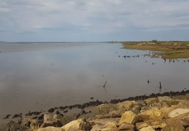 Tocht Stappen Audenge - Audenge - Tour du domaine de Graveyron - Photo