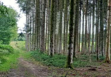 Trail Walking Saint-Phal - Chenu Vosnon 33km le 29.07.2021 - Photo