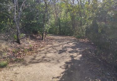 Trail Walking La Trinité - Presqu'île de la caravelle  - Photo