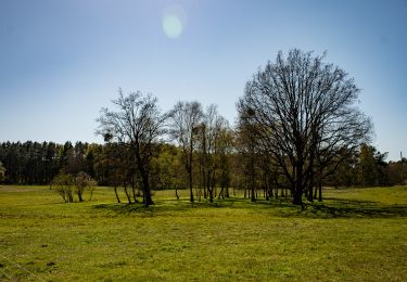 Percorso A piedi Joachimsthal - Rundweg Schulsee - Photo