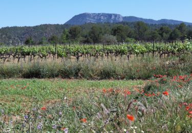 Tour Wandern Correns - Correns_le plateau de Merindol - Photo