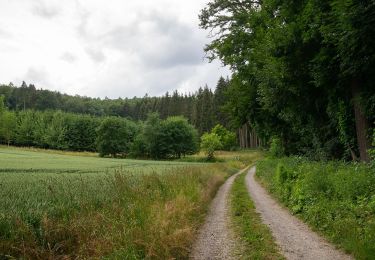 Tocht Te voet Beverungen - Weserhöhen-Wanderung 