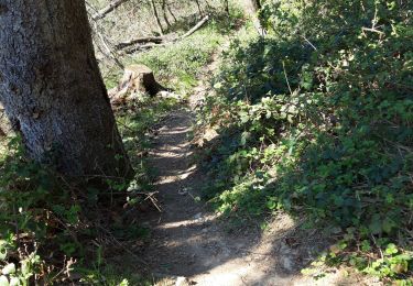 Randonnée V.T.T. Saint-Étienne - single track de fissemagne  - Photo