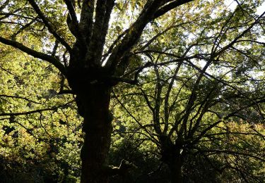 Excursión A pie Entre Ambos-os-Rios, Ermida e Germil - Trilho de Germil - Photo