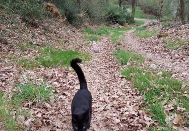 Trail Walking Livron - chats à Livron 020421 - Photo
