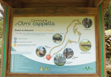 Trail Walking Olmi-Cappella - Randonnée dans la forêt de Tartagine - Photo