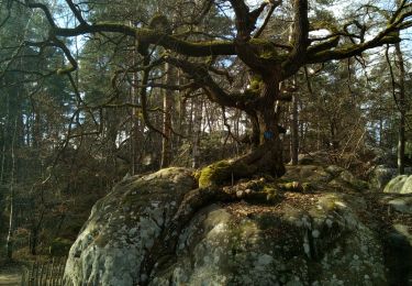 Randonnée Marche Fontainebleau - L'épine et la mare aux évés - Photo