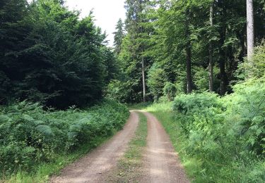 Tour Zu Fuß Rotenburg an der Fulda - Rotenburg-Cornberg - Photo